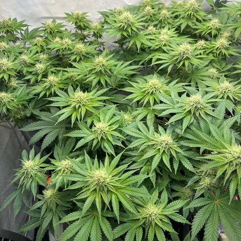 Sweet ZZ growlog timeline photo