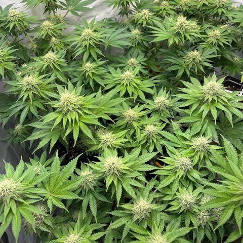 Sweet ZZ growlog timeline photo