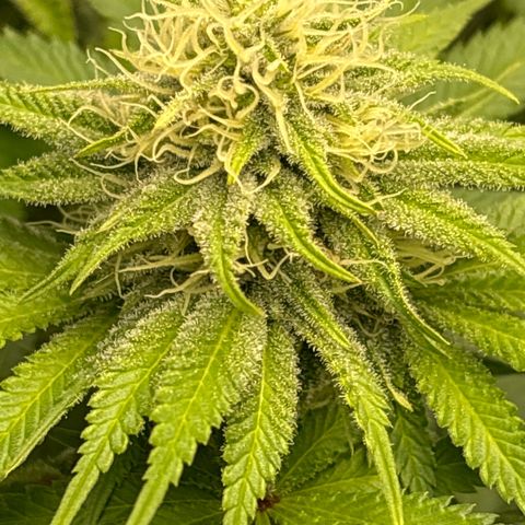 Sweet ZZ growlog timeline photo