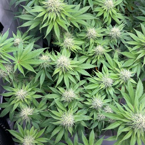 Sweet ZZ growlog timeline photo