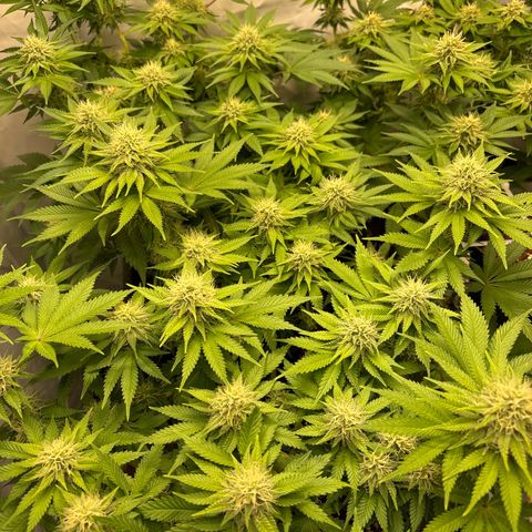Sweet ZZ growlog timeline photo