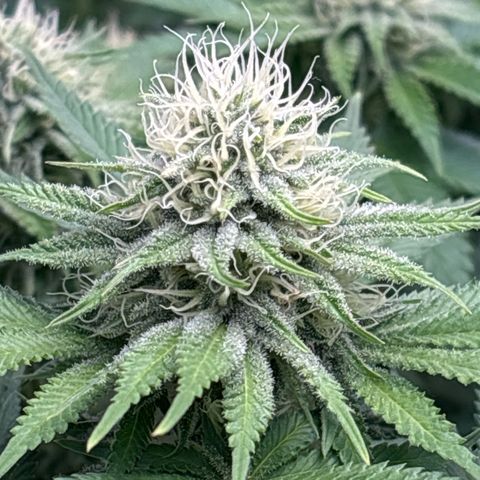 Sweet ZZ growlog timeline photo