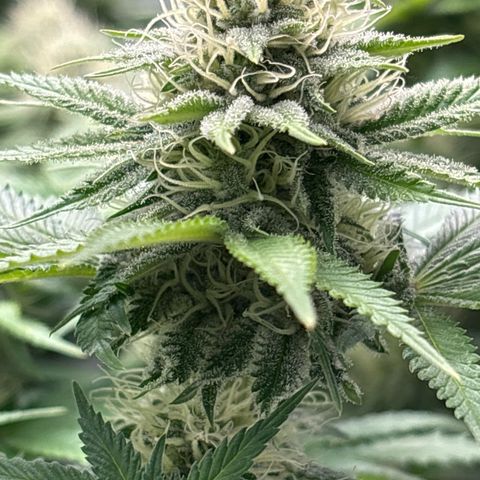 Sweet ZZ growlog timeline photo