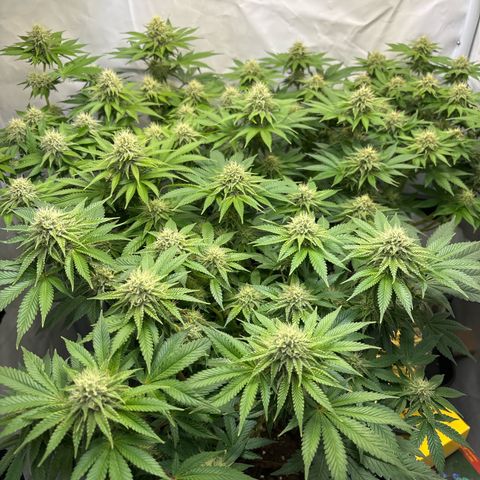 Sweet ZZ growlog timeline photo