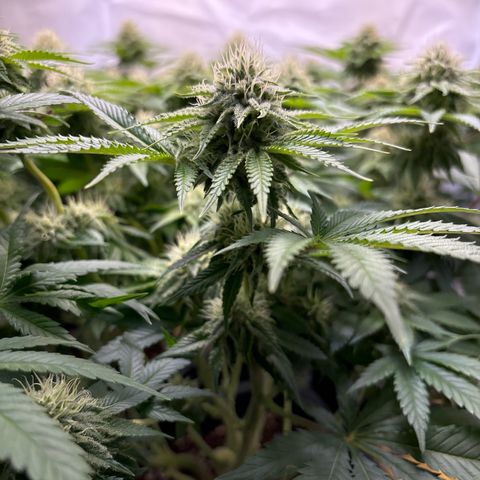 Sweet ZZ growlog timeline photo