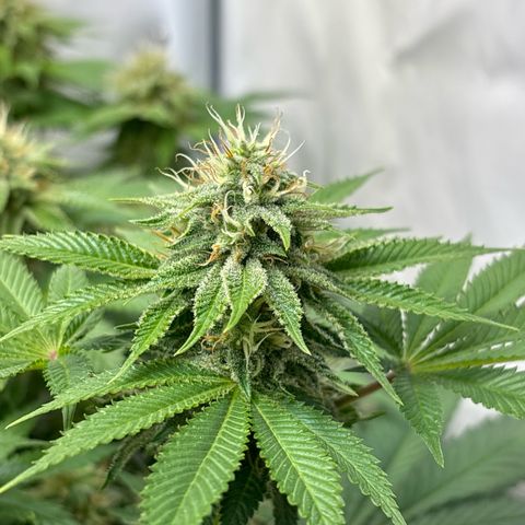 Sweet ZZ growlog timeline photo