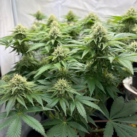 Sweet ZZ growlog timeline photo
