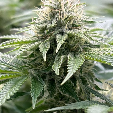 Sweet ZZ growlog timeline photo