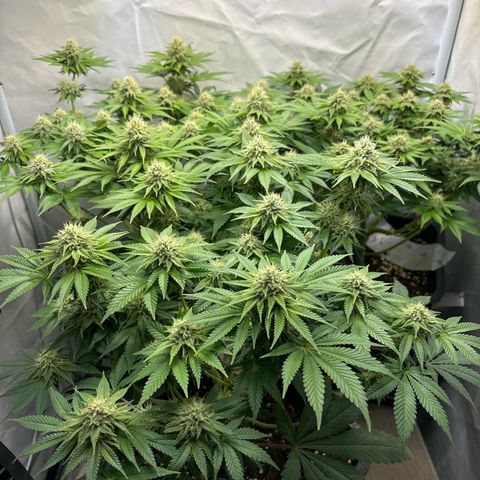 Sweet ZZ growlog timeline photo