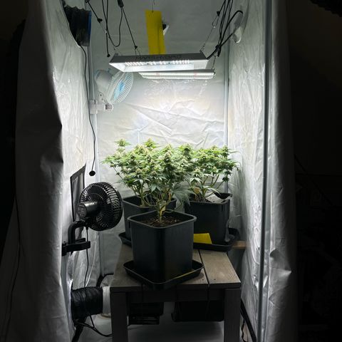 Sweet ZZ growlog timeline photo