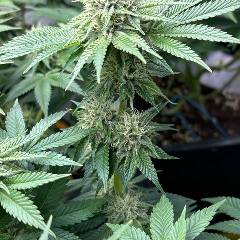 Sweet ZZ growlog timeline photo