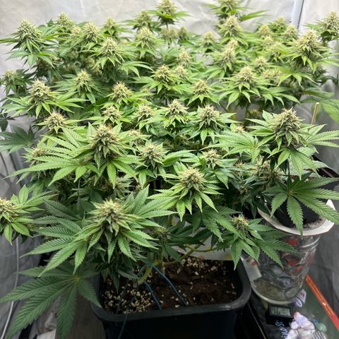 Sweet ZZ growlog timeline photo