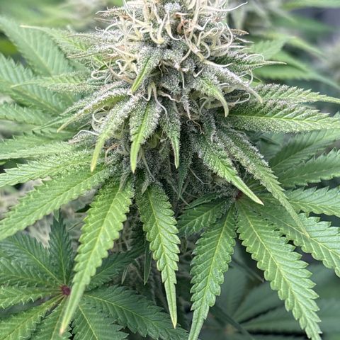 Sweet ZZ growlog timeline photo