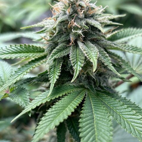 Sweet ZZ growlog timeline photo