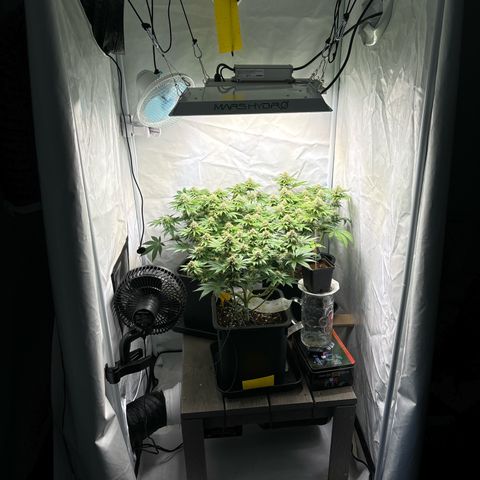 Sweet ZZ growlog timeline photo