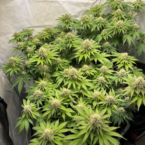 Sweet ZZ growlog timeline photo