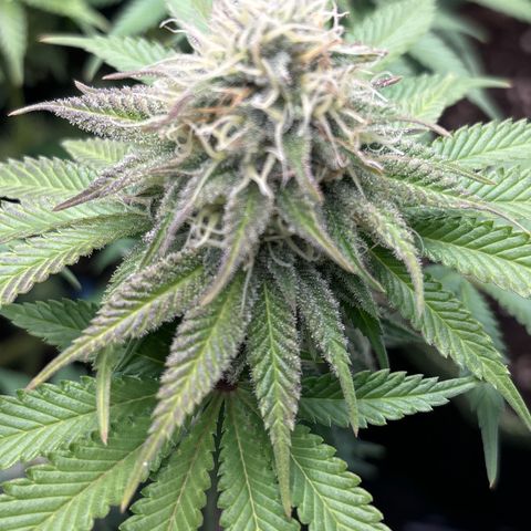 Sweet ZZ growlog timeline photo