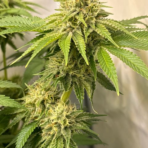 Sweet ZZ growlog timeline photo