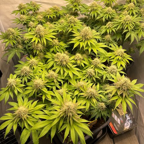 Sweet ZZ growlog timeline photo