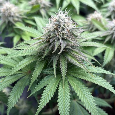 Sweet ZZ growlog timeline photo