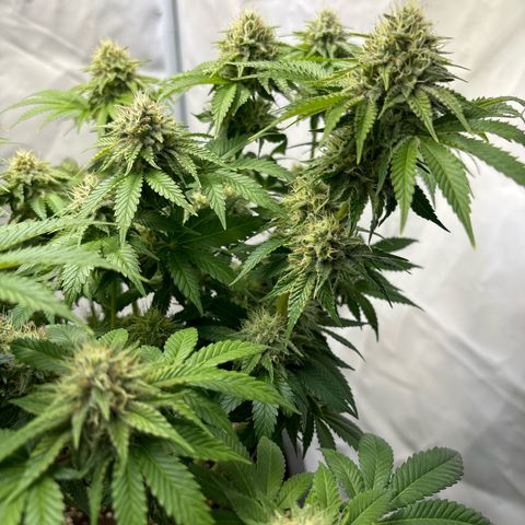 Sweet ZZ growlog timeline photo