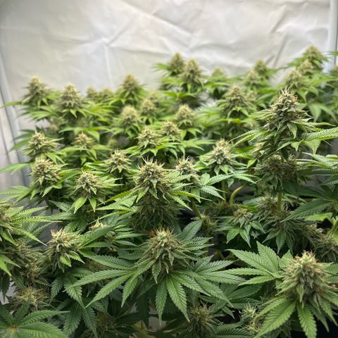 Sweet ZZ growlog timeline photo