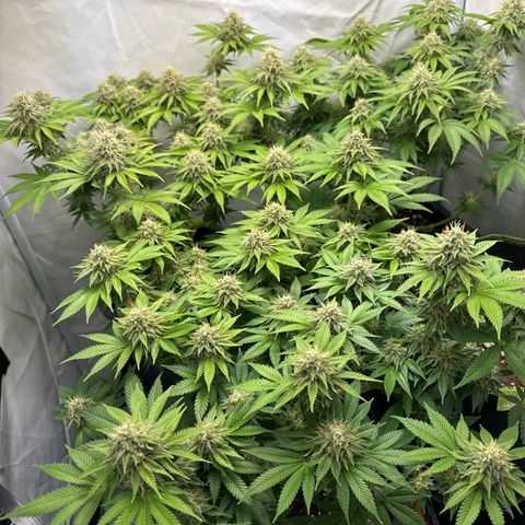 Sweet ZZ growlog timeline photo