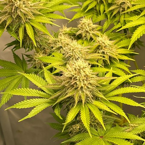 Sweet ZZ growlog timeline photo