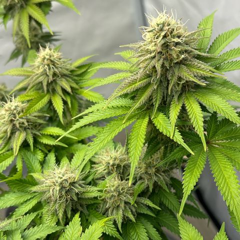 Sweet ZZ growlog timeline photo