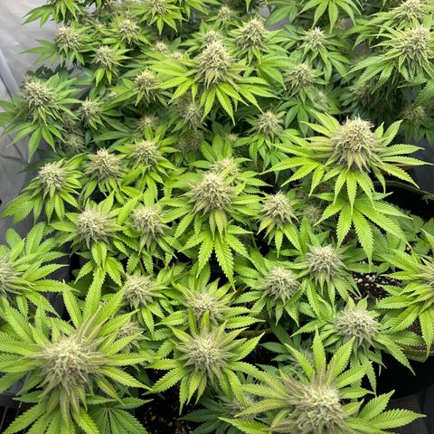 Sweet ZZ growlog timeline photo