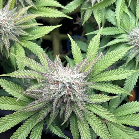 Sweet ZZ growlog timeline photo