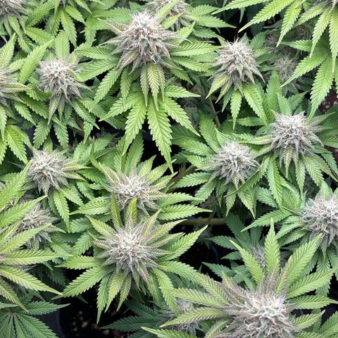 Sweet ZZ growlog timeline photo