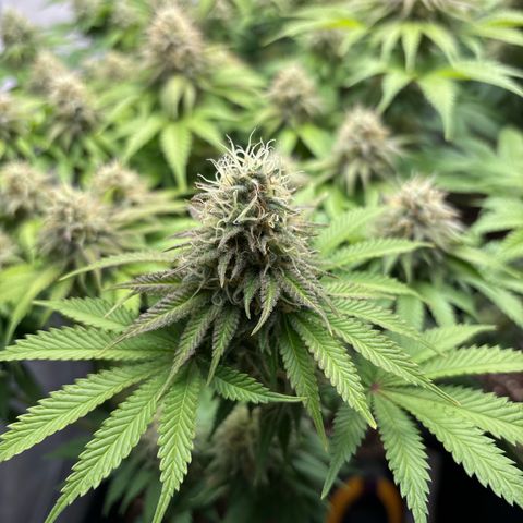 Sweet ZZ growlog timeline photo