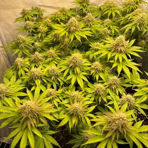 Sweet ZZ growlog timeline photo