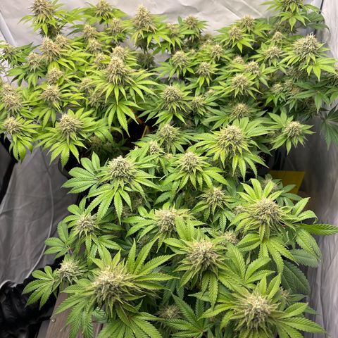 Sweet ZZ growlog timeline photo