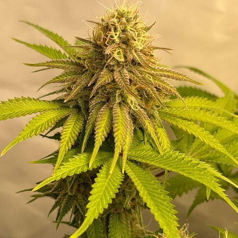 Sweet ZZ growlog timeline photo