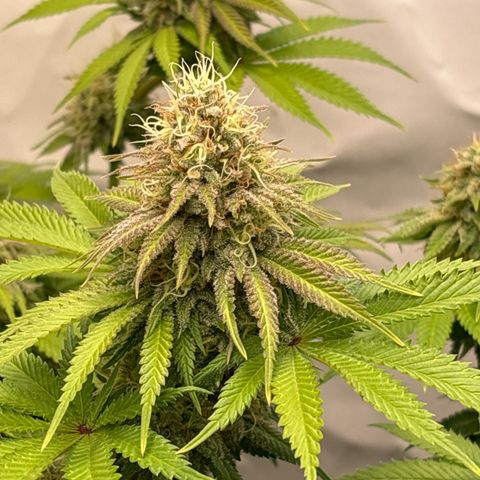 Sweet ZZ growlog timeline photo