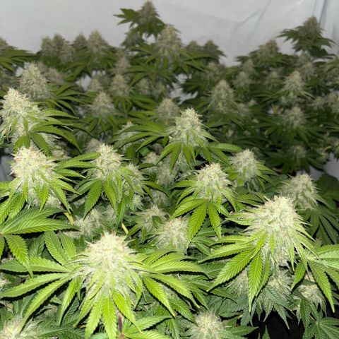 Sweet ZZ growlog timeline photo
