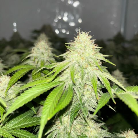 Sweet ZZ growlog timeline photo