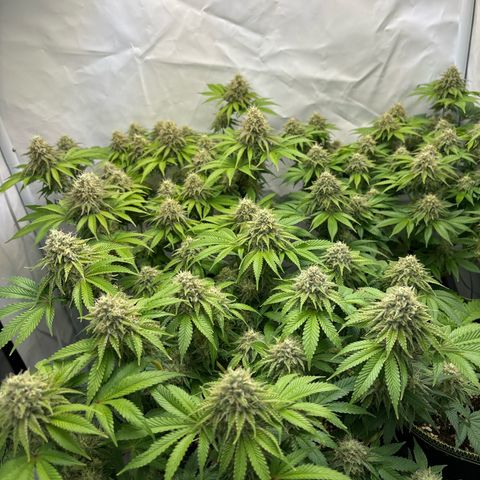 Sweet ZZ growlog timeline photo