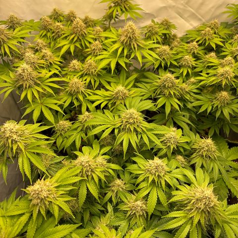 Sweet ZZ growlog timeline photo