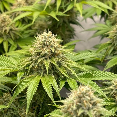 Sweet ZZ growlog timeline photo