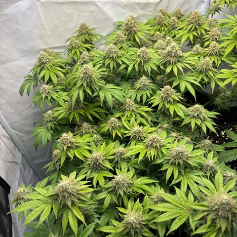 Sweet ZZ growlog timeline photo