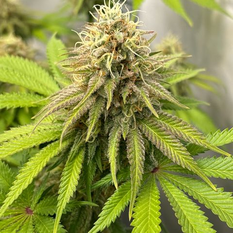 Sweet ZZ growlog timeline photo
