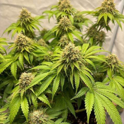 Sweet ZZ growlog timeline photo