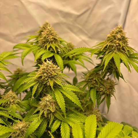 Sweet ZZ growlog timeline photo