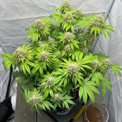 Sweet ZZ growlog timeline photo