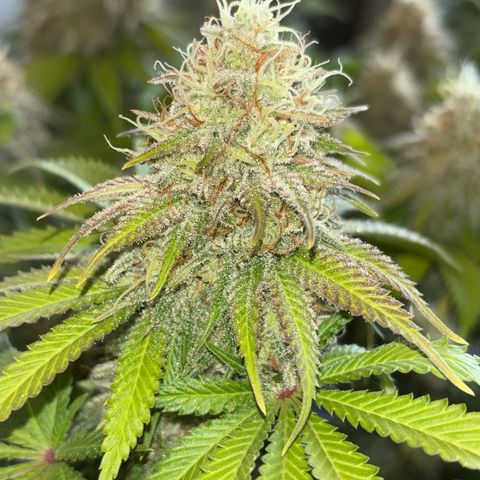 Sweet ZZ growlog timeline photo