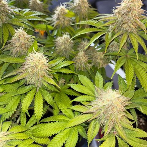 Sweet ZZ growlog timeline photo