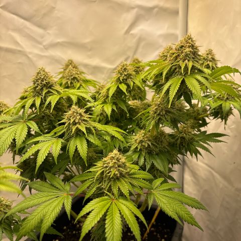 Sweet ZZ growlog timeline photo